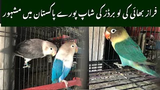 Love birds prices at college road birds market Rawalpindi@zakirhussainshah6234