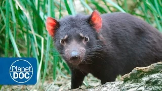 Tasmania Full Documentary | Devils & Tigers