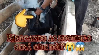 Marcando as novilhas e vacinando com vermiferos e vitaminas /maneira correta #vidanaroça