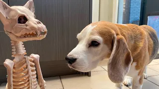 Funny Dogs vs Creepy Skeleton Cat : Halloween Compilation