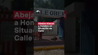 Abejas atacan a hombre en situación de calle en Acapulco - N+