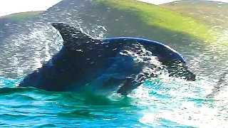 DISNEYNATURE'S DOLPHINS Trailer (Dolphin Documentary - 2017)