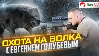 Наказали волков в Беларуси! Охота на хищника с Евгением Голубевым.