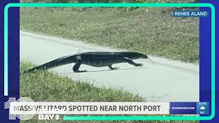 Massive lizard spotted on sidewalk in Sarasota County