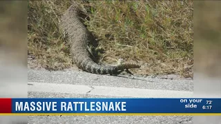 Polk couple encounters 9-foot-long rattlesnake while bird watching