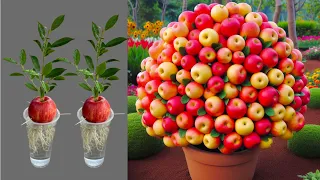 Super Special Technique for Propagating Apples With Aloe Vera, how to growing apples trees