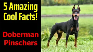 5 Fascinating Facts About Doberman Pinschers