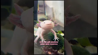 Аксолотль вернулся в аквариум 💗 #axolotl #аксолотль