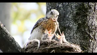 Дрозд рябинник. Гнездо, птенцы / The mountain ash thrush. Nest, chicks