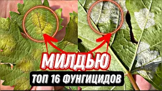 Стоп МИЛДЬЮ на винограде!!! Профилактика и лечение.