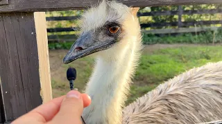 INTERVIEWING MY ANIMALS WITH A TINY MIC !