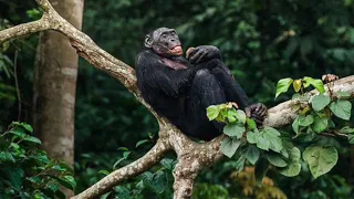 LA SELVA DEL CONGO