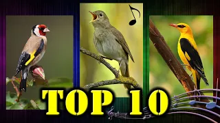 10 NAJLEPIEJ Śpiewających Ptaków Polski