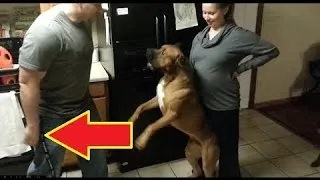Dogs Protecting Their Owners Real Life Footage