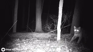 Bobcats of Saratoga NY Wildlife