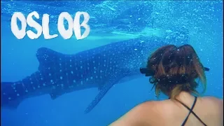 Swimming with WHALE SHARKS in Oslob 🇵🇭 PHILIPPINES travel