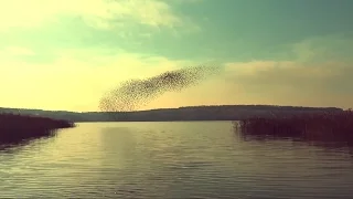 Танец скворцов, мурмурация | The dance of starlings, murmuration