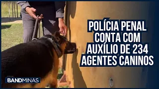 Polícia penal conta com auxílio de 234 agentes caninos | JORNAL BAND MINAS - 03/06/24