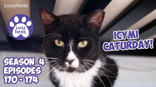 ICYMI Caturday! * Lucky Ferals S4 Episodes 170 - 174 * Cat Videos Compilation