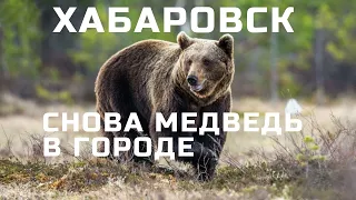 ХАБАРОВСК!!! МЕДВЕДЬ, ОХРЕНЕТЬ!!! 2020