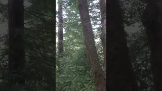 Bigfoot Scream caught on video #REDWOOD #NorCal #Bigfoot