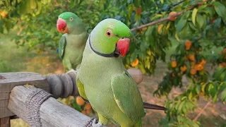 Happy Parrot Sounds | Funny Talking Parrot Sounds