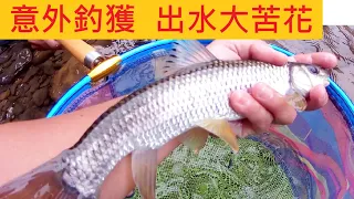 意外釣獲 出水大苦花 @山溪苦花這樣已經很不錯ㄌ