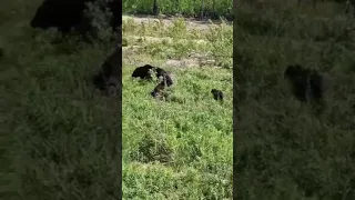 Медведица с медвежатами вышла к людям под Новогрудком