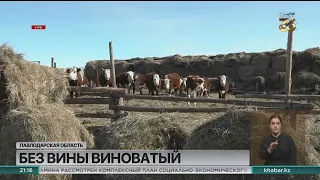 На грани банкротства оказался павлодарский фермер