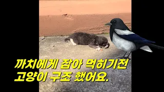 까치 에게 잡아 먹히기 전 새끼 고양이 구조 했어요.