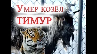 Умер козел Тимур друг тигра Амура,Died goat Timur a friend of tiger Amur