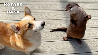 Otter Snaps at Her Friendly Dog Buddy