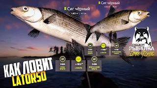 Русская рыбалка 4.🎣🦈 Ладожский Архипелаг  - КАК  ЛОВИТ LATORSO...👀