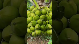 How to grow coconuts from coconut fruit using onions and toothpaste to help with fast fruiting