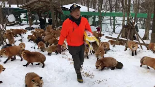 Zao Fox Village: feeding time