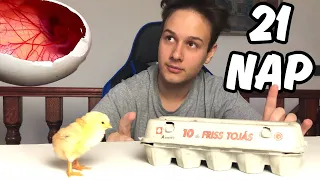 TOJÁSOKAT Keltettem 🐣