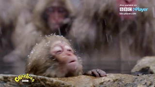 Andy's Baby Animals - BBC Player