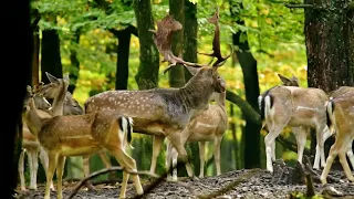 BEKOWISKO c. d. #fallowdeer #daniele #damadama #wildlife #bekowisko2023 #deer
