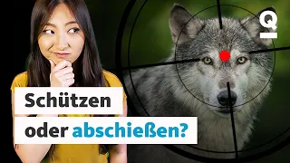 Wölfe in Deutschland: Gefährlich für Mensch und Tier? | Wild Matters | Quarks