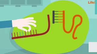 Explanation video: how the CRISPR-Cas9 technology works