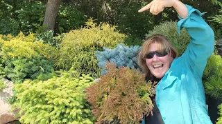 No Prune, Low Maintenance- Evergreen Shrubs