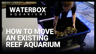 How to Move an Existing Reef Aquarium
