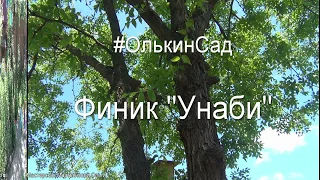 Финик УНАБИ в саду. Посадка и уход за фиником