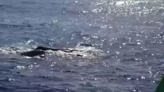 Sperm Whales spotted near Madeira :)