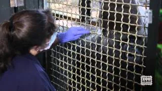 Gorilla Trains with Keeper