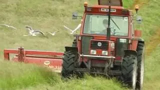 Mowing Silage Fiat 110-90