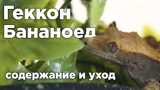 КАК СОДЕРЖАТЬ ГЕККОНА БАНАНОЕДА? Особенности в содержании - Rhacodactylus ciliatus