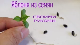 Яблоня из семян-косточки своими руками.От семени до сеянца.