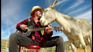 Hazel the Donkey Cutest Photos Ever