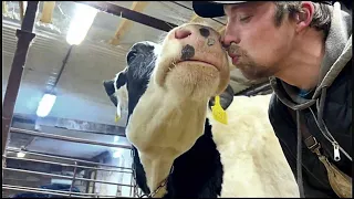 A day in the life of a farmer - Barn Chores and taking care of cows